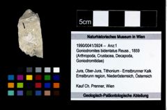 Foto (Objekt + Etikett) von Goniodromites bidentatus (Reuss, 1859)  (NHMW-GEO-1990-0041-3924)